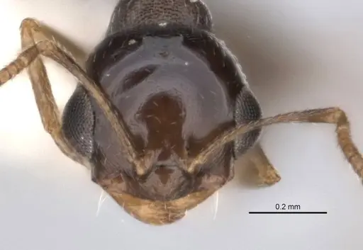 Melophorus microreticulatus - ANIC32-900172