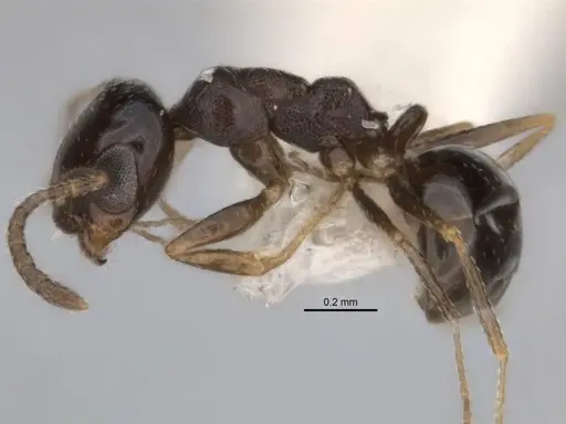 Melophorus microreticulatus - ANIC32-900172