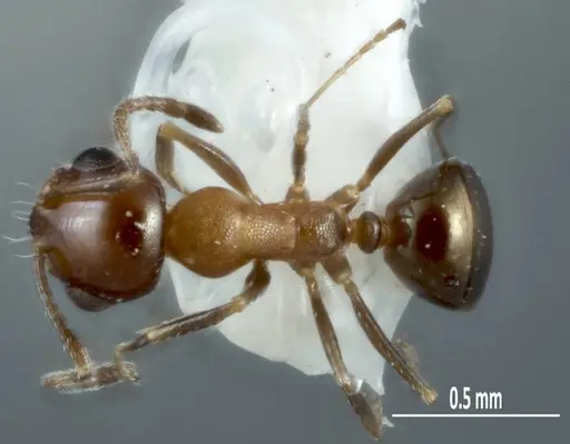 Melophorus microreticulatus - ANTWEB1041101