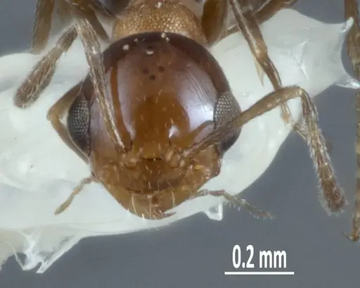 Melophorus microreticulatus - ANTWEB1041101