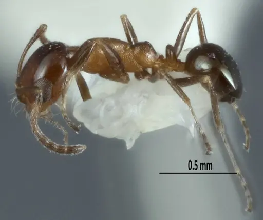 Melophorus microreticulatus - ANTWEB1041101