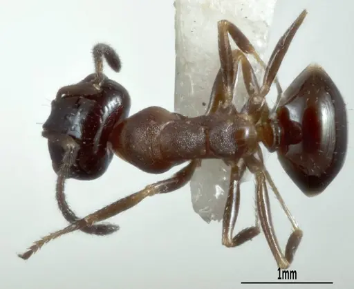 Melophorus microreticulatus - ANTWEB1041102