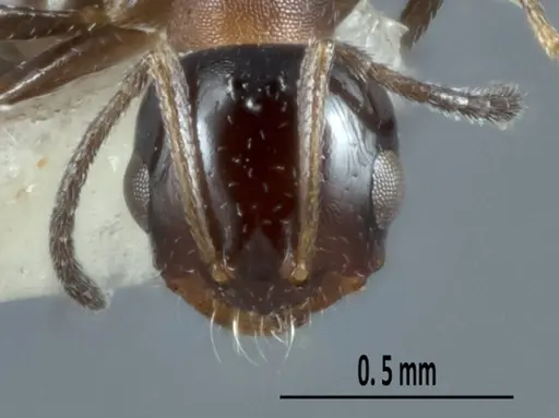 Melophorus microreticulatus - ANTWEB1041102