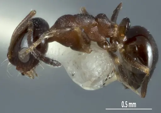 Melophorus microreticulatus - ANTWEB1041102