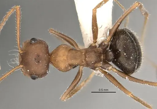 Melophorus microtriches specimen