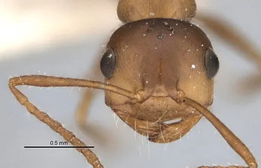 Melophorus microtriches specimen