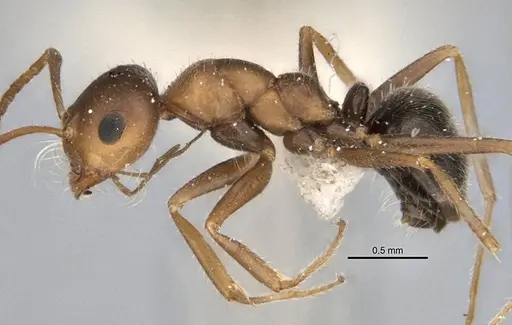 Melophorus microtriches specimen