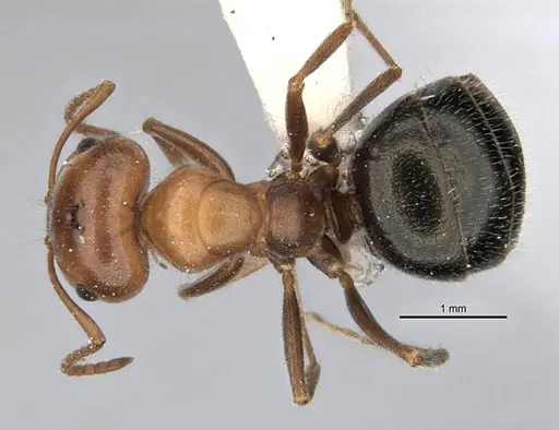 Melophorus microtriches - ANIC32-900121-2