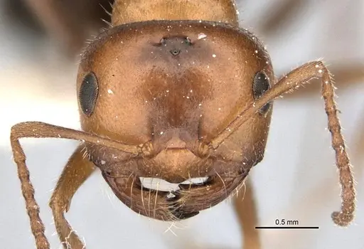 Melophorus microtriches - ANIC32-900121-2