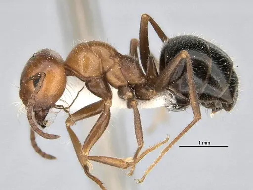 Melophorus microtriches - ANIC32-900121-2