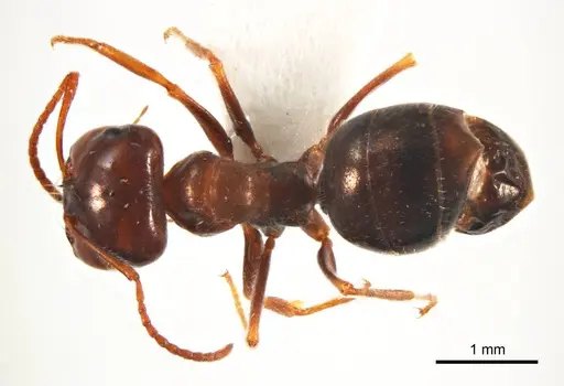 Melophorus microtriches - ANTWEB1008659
