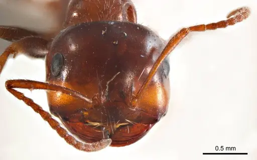 Melophorus microtriches - ANTWEB1008659