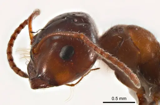Melophorus microtriches - ANTWEB1008659