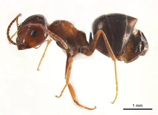 Melophorus microtriches - ANTWEB1008659
