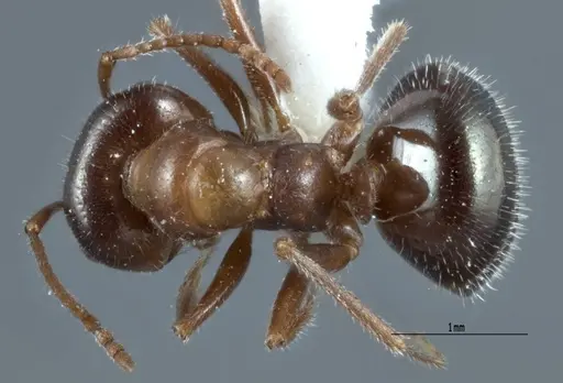 Melophorus microtriches - ANTWEB1041103