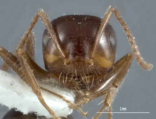 Melophorus microtriches - ANTWEB1041103