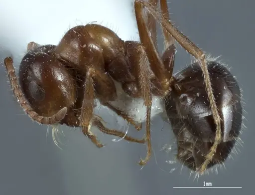 Melophorus microtriches - ANTWEB1041103