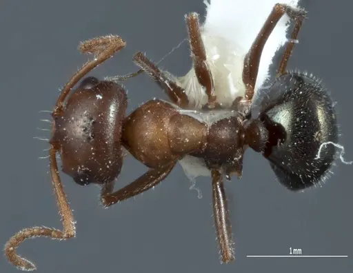 Melophorus microtriches - ANTWEB1041112