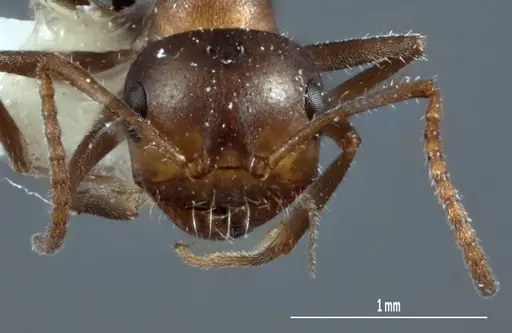 Melophorus microtriches - ANTWEB1041112