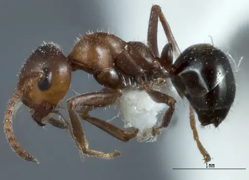 Melophorus microtriches - ANTWEB1041112