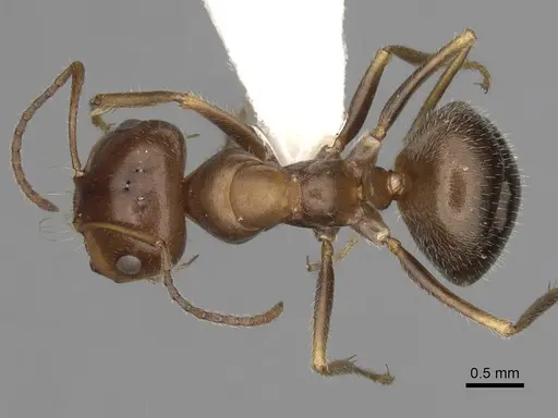 Melophorus microtriches - CASENT0280501