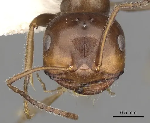 Melophorus microtriches - CASENT0280501