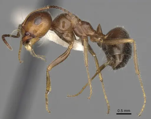 Melophorus microtriches - CASENT0280501