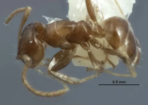 Melophorus minimus specimen