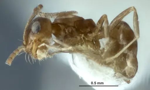 Melophorus minimus specimen