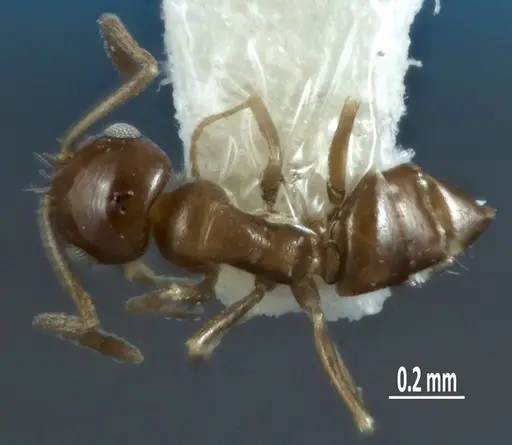 Melophorus minimus - ANTWEB1041104