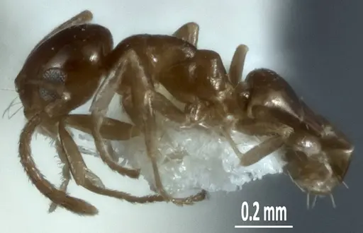 Melophorus minimus - ANTWEB1041104