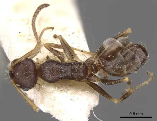 Melophorus mjobergi specimen