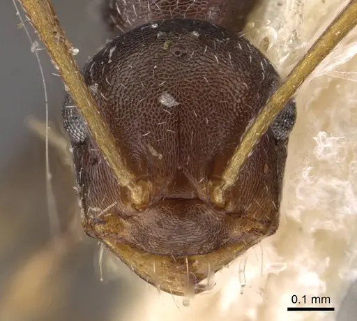 Melophorus mjobergi specimen