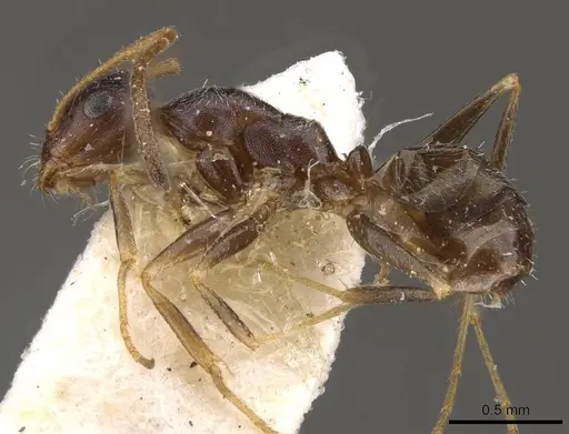 Melophorus mjobergi specimen