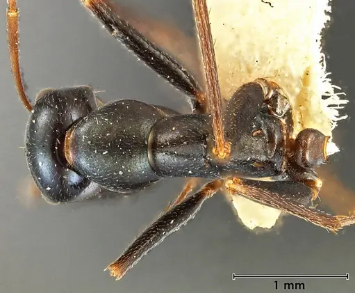 Melophorus mullewaensis specimen