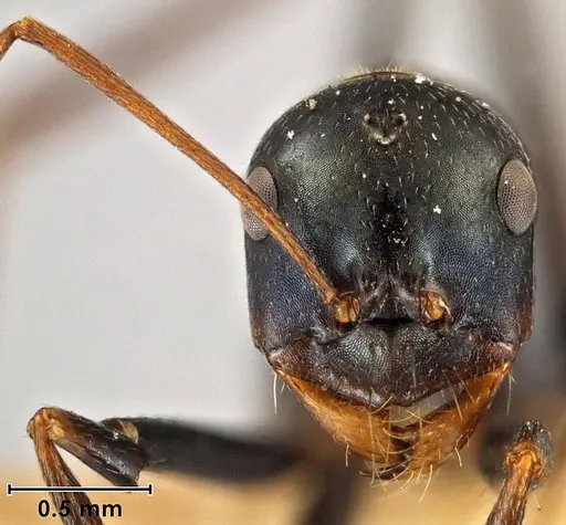 Melophorus mullewaensis specimen