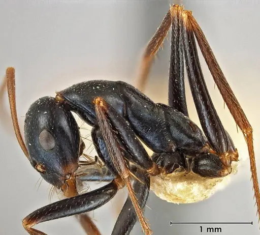 Melophorus mullewaensis specimen