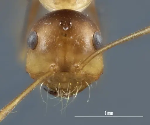 Melophorus nemophilus specimen