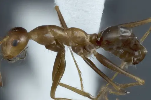 Melophorus nemophilus specimen