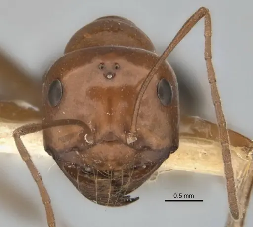 Melophorus nemophilus - ANIC32-900077