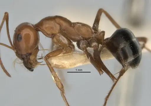 Melophorus nemophilus - ANIC32-900077