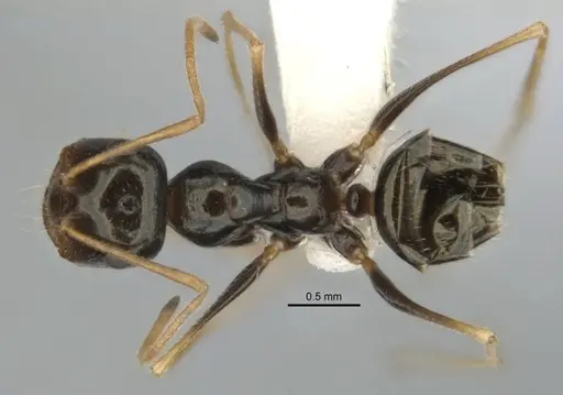 Melophorus oblongiceps specimen