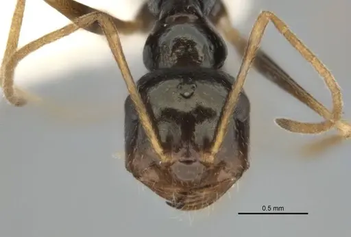 Melophorus oblongiceps specimen
