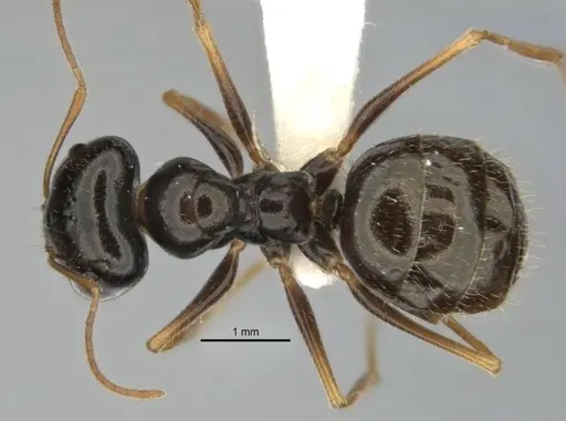 Melophorus oblongiceps - ANIC32-900057-2