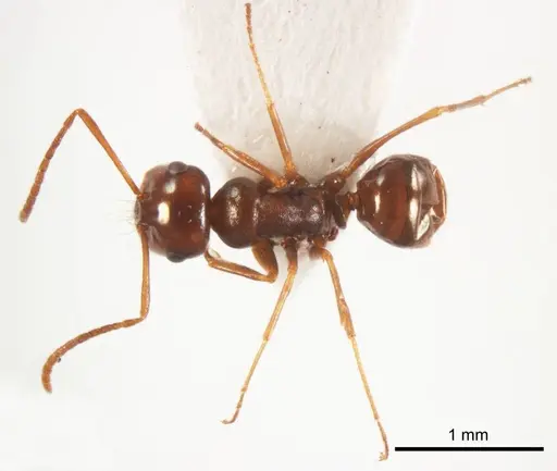 Melophorus paramorphomenus specimen