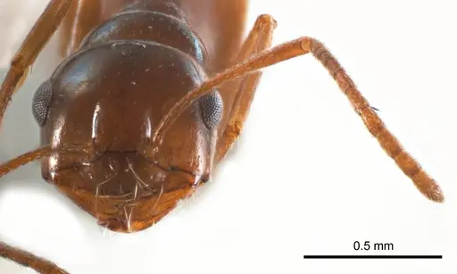 Melophorus paramorphomenus specimen