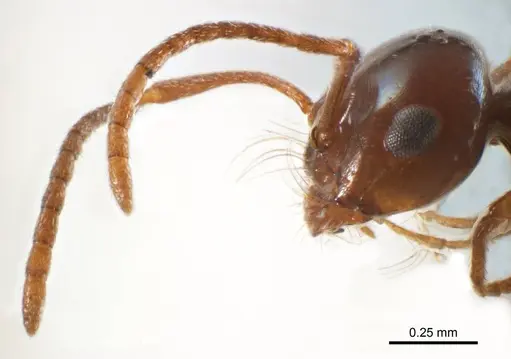 Melophorus paramorphomenus specimen