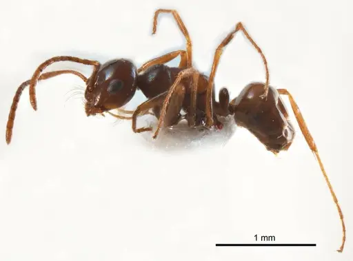 Melophorus paramorphomenus - ANTWEB1008663