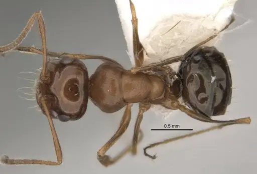 Melophorus paramorphomenus - JDM32-004561-1