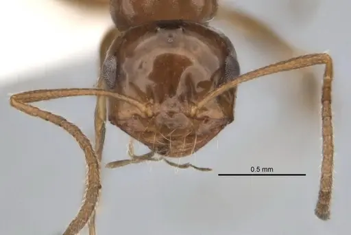 Melophorus paramorphomenus - JDM32-004561-1